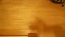 hız tutkunu kediler