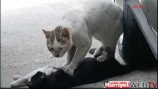 sokak kedisinden hayat dersi!
