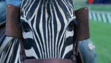racing stripes