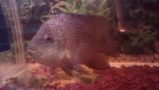 carpinte cichlid