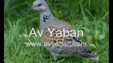 üveyik sesi turtle doves sound avyaban