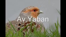 çil keklik sesi .avyaban.