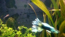german white tuxedo merah guppy