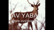 geyik sesi - cervo avyaban.com