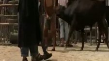 kung fu sokağı ölmek isteyen varsa öne çıksın