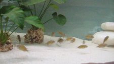 tropheus kasakalawe yavruları