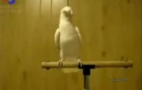 komik apaçi papağan @ mehmet ali arslan videos