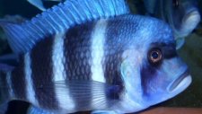 frontosa kalolo blue