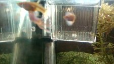 albino german white tuxedo merah