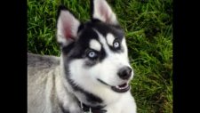 köpek türler