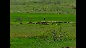 Kazo - Koçere Kazo - Koçere