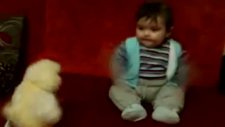 Tavukla Dans Eden Bebek