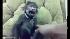 maymun şakirin gülme krizi