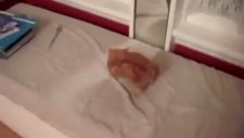 aynalarla kavga eden kedi
