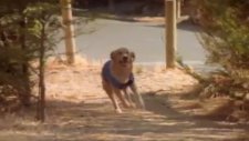 air bud 5