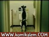 Akıllı Köpek