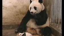 yavrusundan korkan panda