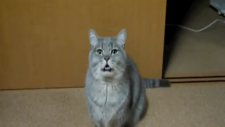 bu kedi ne anlatmaya çalışıyor?