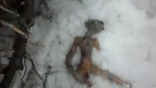 rusya'da uzaylı bulundu
