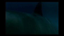 shark in venice