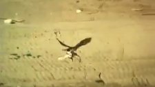 atmaca ile ördek avı !