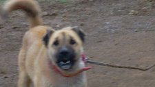 altın kangal köpek çiftliği