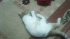 çekirgey le oynayan kedi