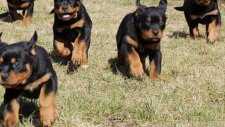 satılık rottweiler yavrular