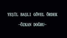 Yeşil Başlı Gövel Ördek - Özkan Doğru - Eren.salih