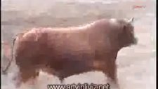 geleneksel derekapı boğa güreşleri 2011
