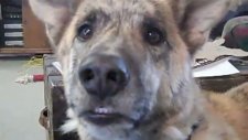 ultimate dog tease