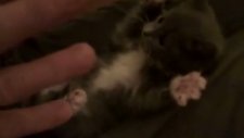 şirin kedi