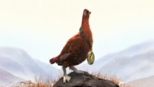 Ödüller Famous Grouse'a...