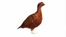 The Famous Grouse / Best Loved