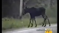 8 ayaklı eşek