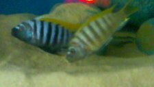 afra red dorsal çiftleşme videosu