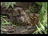 yeni bir leopar cinsi bulundu