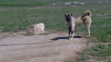 kangal köpek üretim çiftliği altınkangal