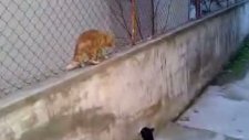 kedilerin inanlmaz kavgası d
