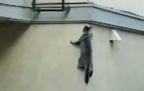 Düz Duvara Tırmanan Kedi
