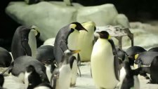 mr. popper's penguins clıp
