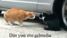 Eve Gelmeyen Karısına Hesap Soran Kedi