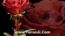 Yedi Veren Güllerim Soldu Bra Yarsesli Com Batuhan Sunar