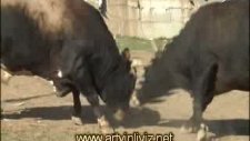 murgul özmal köyü 19. geleneksel boğa güreşleri 2011