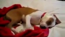 rüyasında gülen köpek