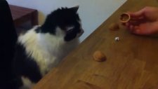 kedi bul karayı oynarsa!