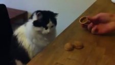 kedi bul karayı al parayı oynarsa