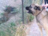 kangal ve pitbul