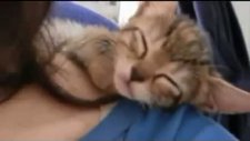 video müzik tutkunu kedi izle