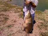 18 Kg Sazan 2